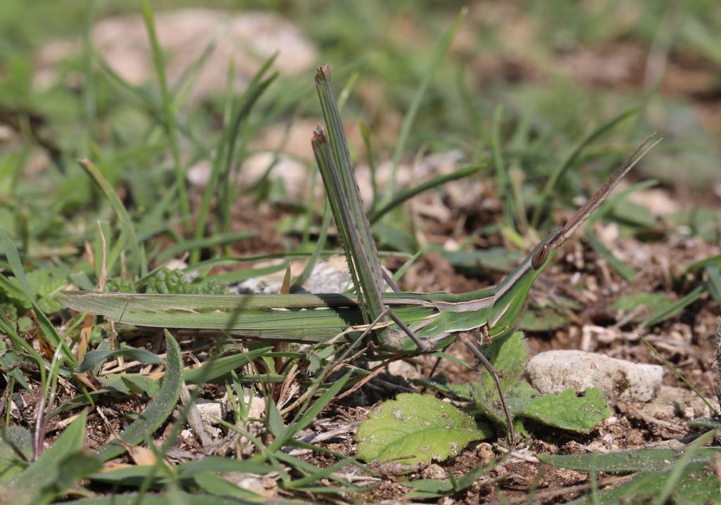 Orthoptera Acrididae da Sicilia: Acrida ungarica?